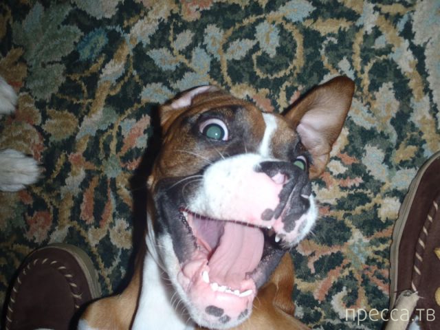 ����� �������� - �������� ��������, ����� 27 (49 ����)