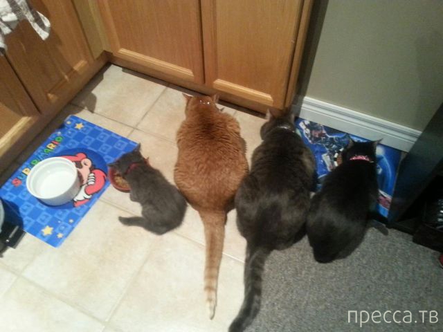 ����� �������� - �������� ��������, ����� 27 (49 ����)