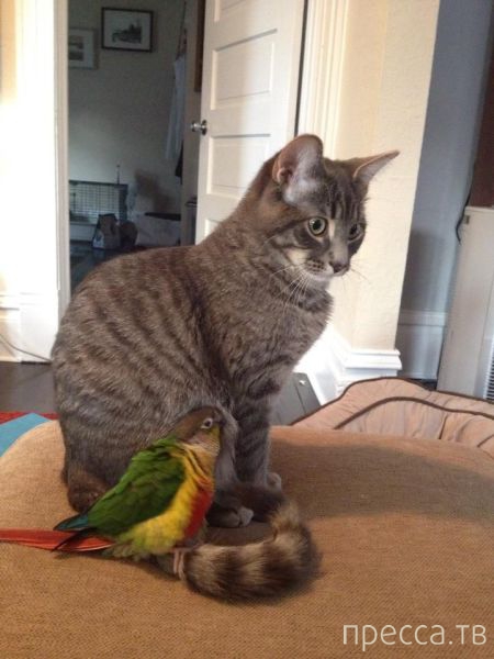 ����� �������� - �������� ��������, ����� 27 (49 ����)