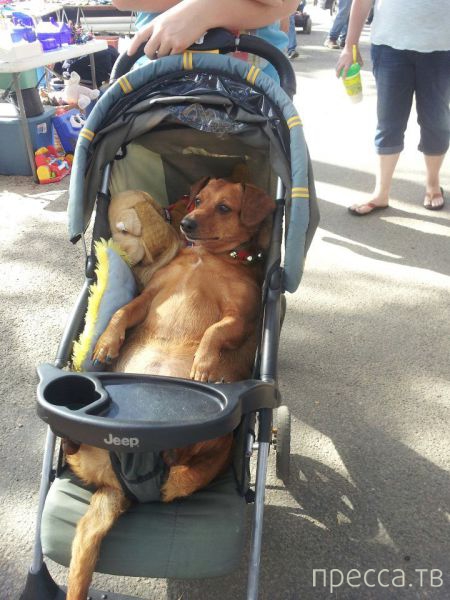 ����� �������� - �������� ��������, ����� 27 (49 ����)