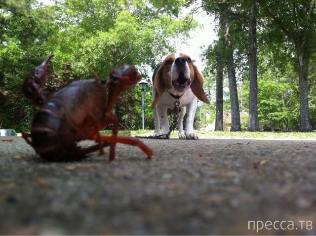 ����� �������� - �������� ��������, ����� 27 (49 ����)