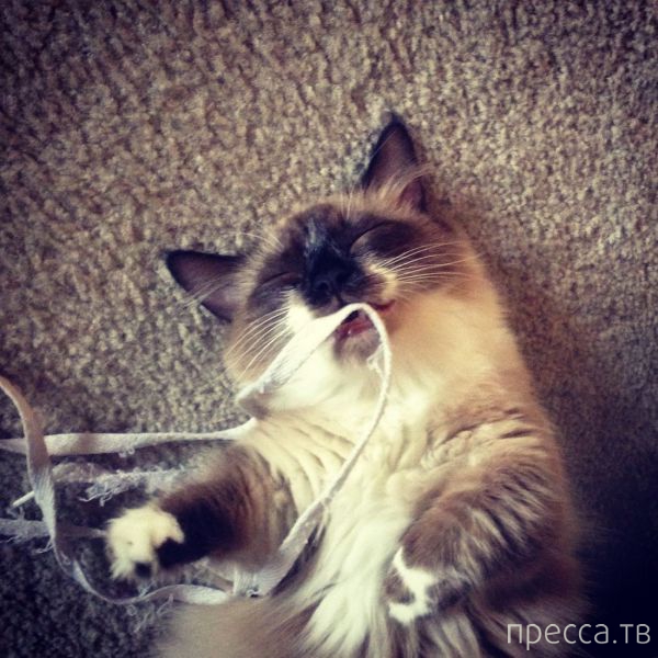 ����� �������� - �������� ��������, ����� 27 (49 ����)