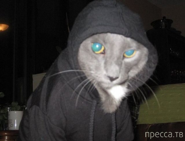 ����� �������� - �������� ��������, ����� 27 (49 ����)