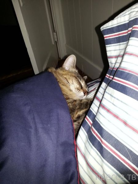 ����� �������� - �������� ��������, ����� 27 (49 ����)