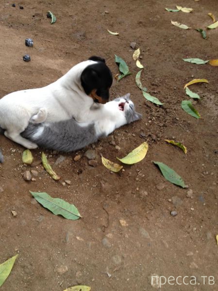 ����� �������� - �������� ��������, ����� 27 (49 ����)