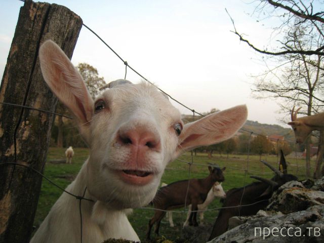 ����� �������� - �������� ��������, ����� 27 (49 ����)