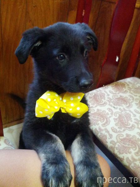 ����� �������� - �������� ��������, ����� 27 (49 ����)