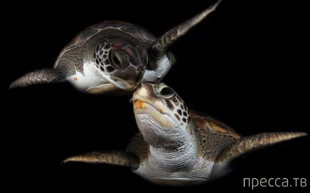 ����� �������� - �������� ��������, ����� 27 (49 ����)