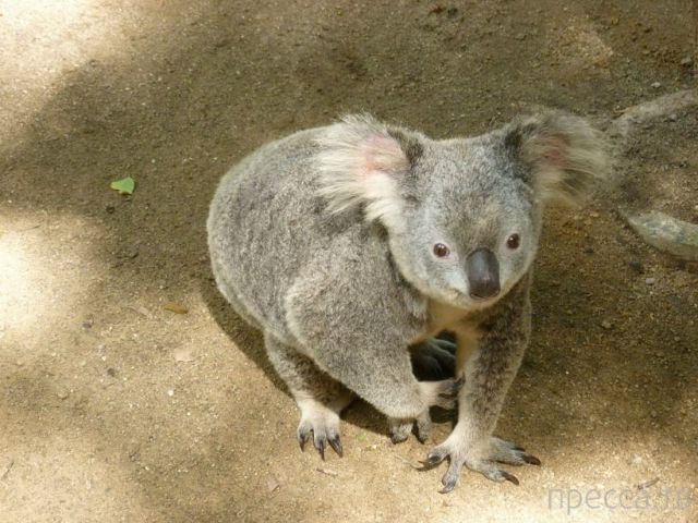 ����� �������� - �������� ��������, ����� 27 (49 ����)