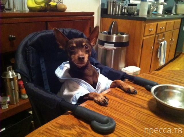 ����� �������� - �������� ��������, ����� 27 (49 ����)