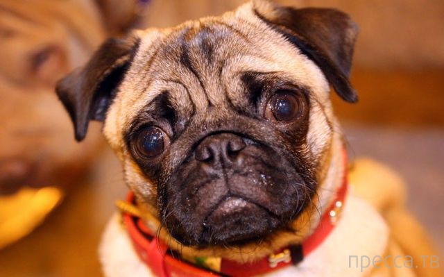 ����� �������� - �������� ��������, ����� 27 (49 ����)