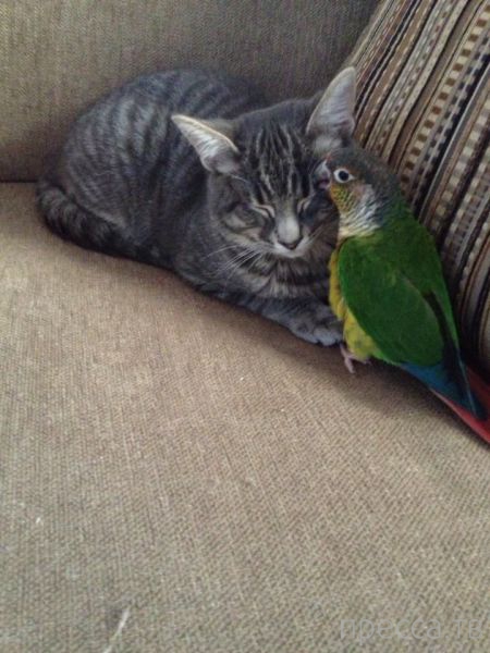 ����� �������� - �������� ��������, ����� 27 (49 ����)