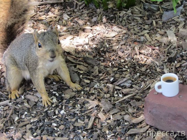 ����� �������� - �������� ��������, ����� 27 (49 ����)