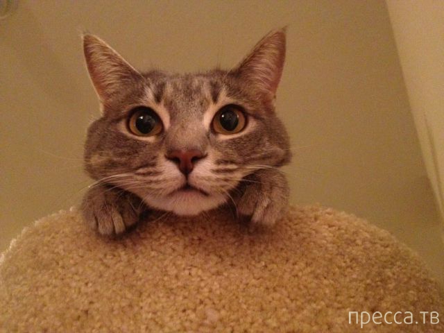 ����� �������� - �������� ��������, ����� 28 (46 ����)