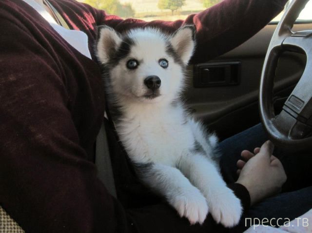 ����� �������� - �������� ��������, ����� 28 (46 ����)