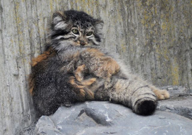 ����� �������� - �������� ��������, ����� 28 (46 ����)