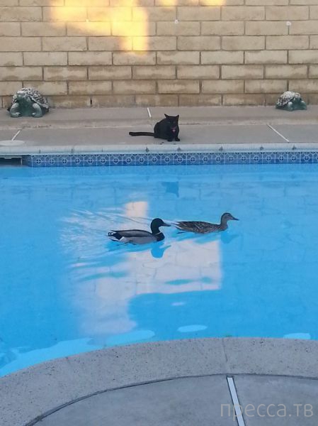 ����� �������� - �������� ��������, ����� 28 (46 ����)