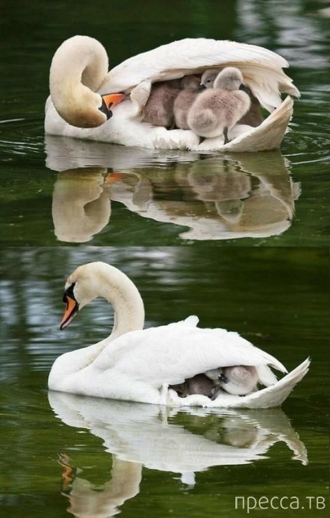 ����� �������� - �������� ��������, ����� 28 (46 ����)