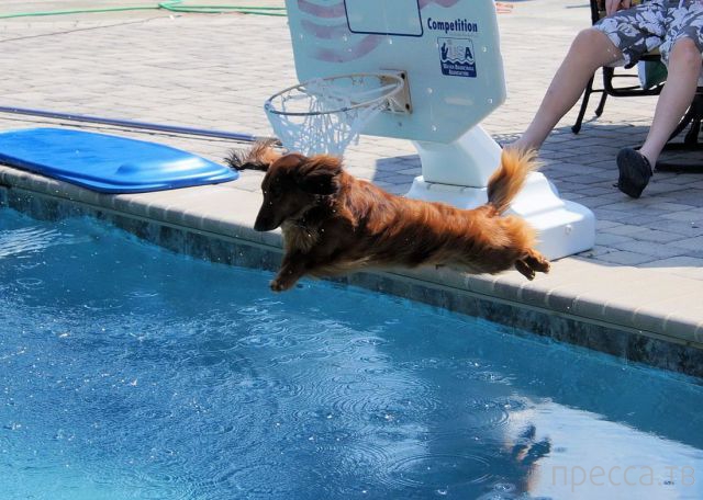 ����� �������� - �������� ��������, ����� 28 (46 ����)