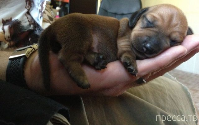 ����� �������� - �������� ��������, ����� 28 (46 ����)