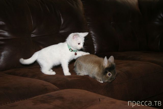 ����� �������� - �������� ��������, ����� 28 (46 ����)