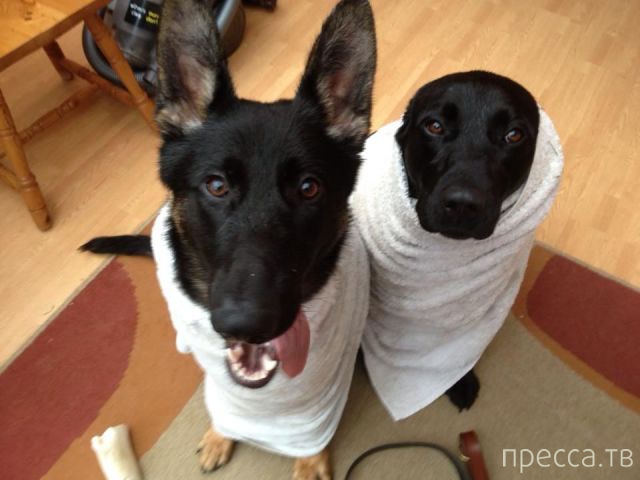 ����� �������� - �������� ��������, ����� 28 (46 ����)