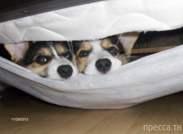 ����� �������� - �������� ��������, ����� 28 (46 ����)