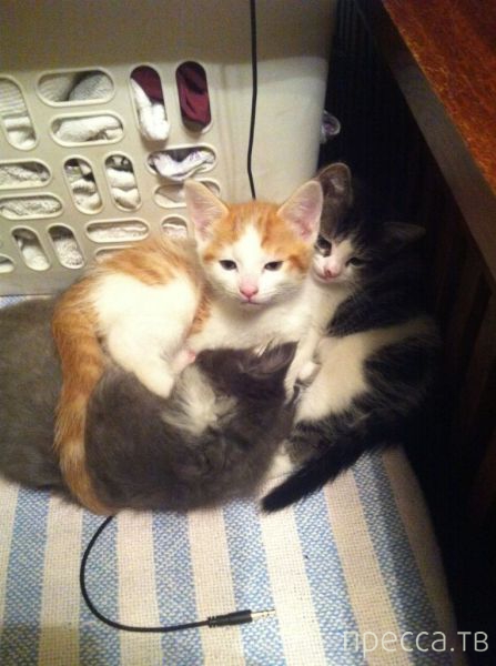 ����� �������� - �������� ��������, ����� 28 (46 ����)