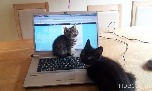 ����� �������� - �������� ��������, ����� 28 (46 ����)