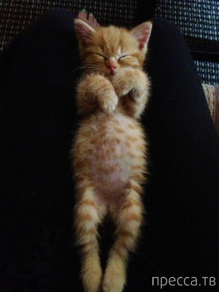 ����� �������� - �������� ��������, ����� 28 (46 ����)