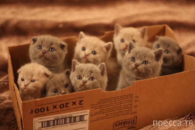 ����� �������� - �������� ��������, ����� 28 (46 ����)