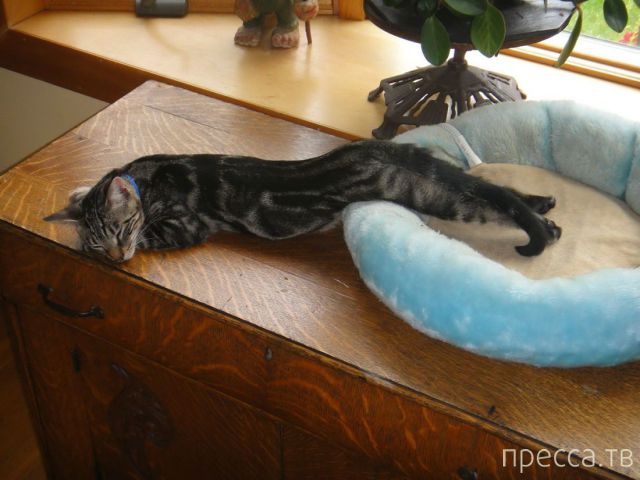 ����� �������� - �������� ��������, ����� 28 (46 ����)