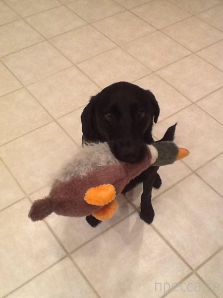 ����� �������� - �������� ��������, ����� 28 (46 ����)