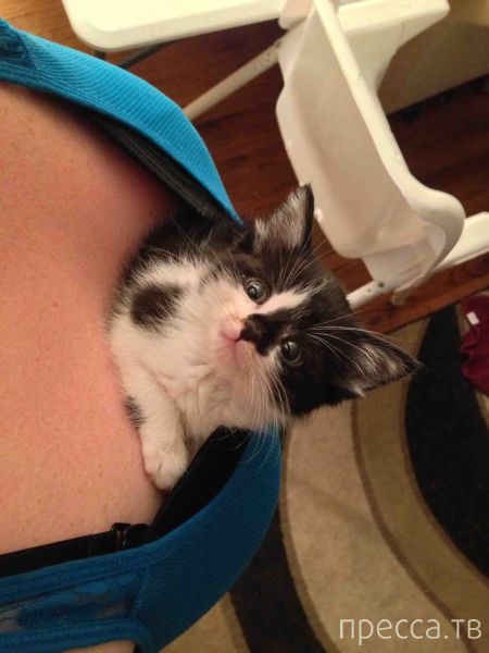 ����� �������� - �������� ��������, ����� 28 (46 ����)