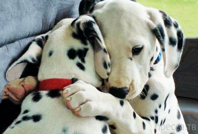 ����� �������� - �������� ��������, ����� 28 (46 ����)