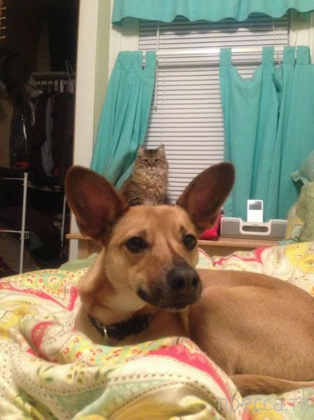 ����� �������� - �������� ��������, ����� 28 (46 ����)