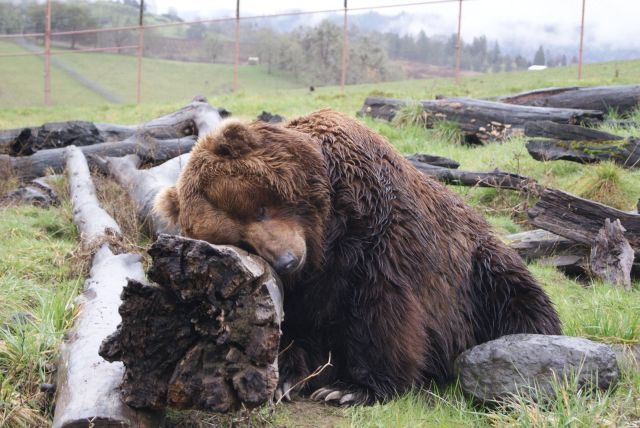 ����� �������� - �������� ��������, ����� 28 (46 ����)