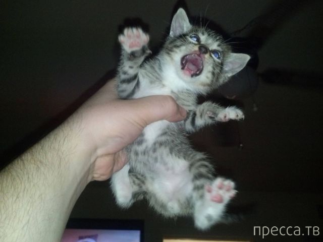 ����� �������� - �������� ��������, ����� 28 (46 ����)