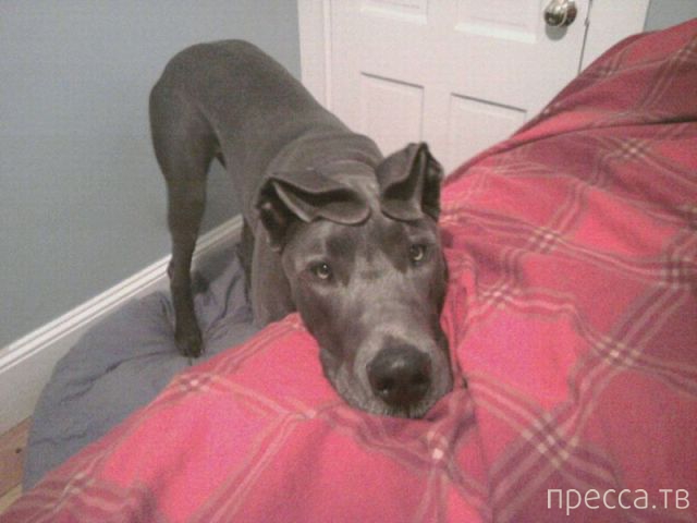 ����� �������� - �������� ��������, ����� 29 (42 ����)