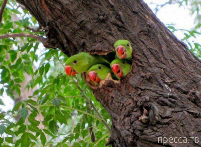 ����� �������� - �������� ��������, ����� 29 (42 ����)