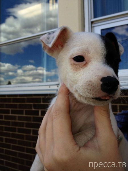 ����� �������� - �������� ��������, ����� 29 (42 ����)