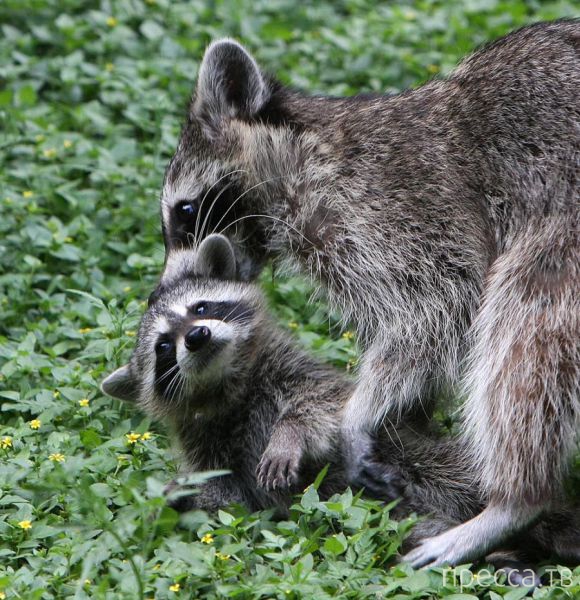 ����� �������� - �������� ��������, ����� 29 (42 ����)