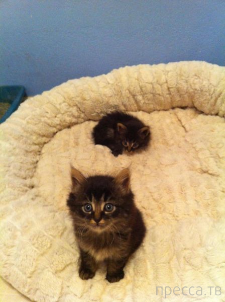 ����� �������� - �������� ��������, ����� 29 (42 ����)