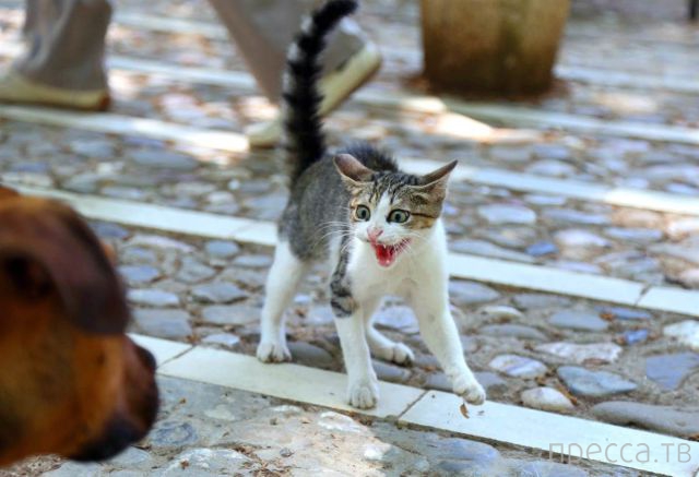 ����� �������� - �������� ��������, ����� 29 (42 ����)