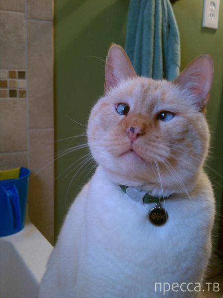 ����� �������� - �������� ��������, ����� 29 (42 ����)