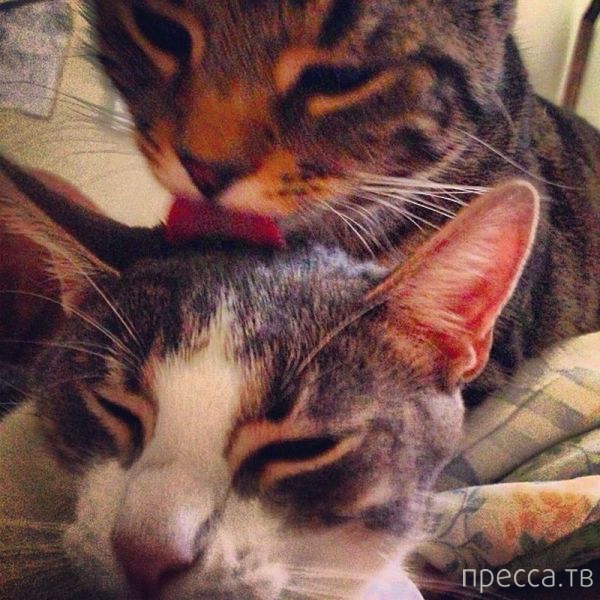 ����� �������� - �������� ��������, ����� 29 (42 ����)