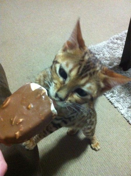 ����� �������� - �������� ��������, ����� 29 (42 ����)