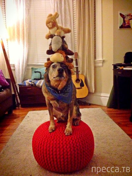 ����� �������� - �������� ��������, ����� 29 (42 ����)