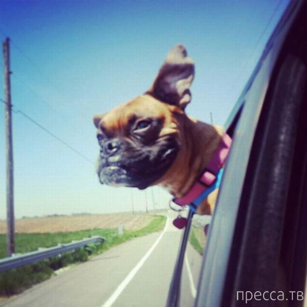 ����� �������� - �������� ��������, ����� 29 (42 ����)