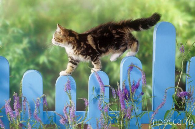 ����� �������� - �������� ��������, ����� 29 (42 ����)